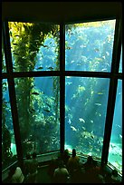 Kelp exhibit, Monterey Aquarium, Monterey. Monterey, California, USA (color)