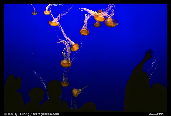 Tourists and Jellyfish, Monterey Aquarium, Monterey. Monterey, California, USA (color)