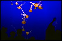 Tourists and Jellyfish, Monterey Aquarium, Monterey. Monterey, California, USA (color)