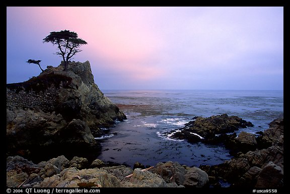 Lone Cypress, cloudy sunset, seventeen-mile drive. Pebble Beach, California, USA