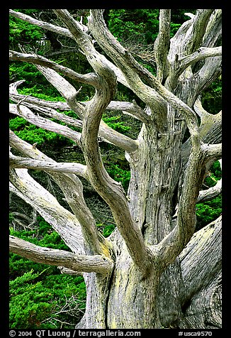 Tree skeleton. Point Lobos State Preserve, California, USA