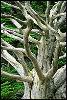 Tree skeleton. Point Lobos State Preserve, California, USA (color)