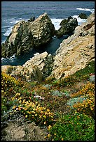 Pinnacle Cove and wildflowers. Point Lobos State Preserve, California, USA