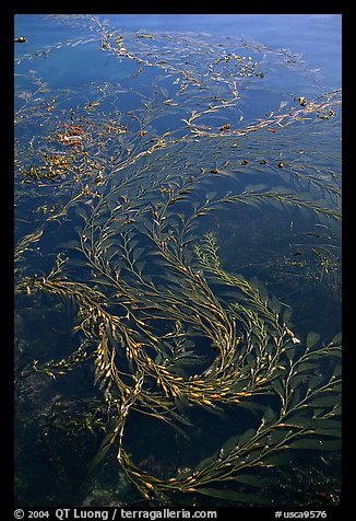 Kelp at ocean surface. Point Lobos State Preserve, California, USA (color)