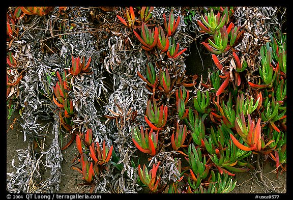 Ice plant. Carmel-by-the-Sea, California, USA (color)