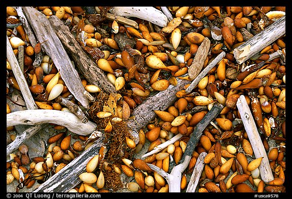 Dried kelp and driftwood, Carmel River State Beach. Carmel, California, USA (color)