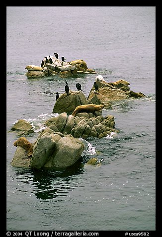 Rocks with birds and seals. Pacific Grove, California, USA (color)