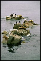 Rocks with birds and seals. Pacific Grove, California, USA ( color)
