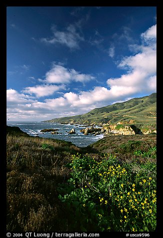 Wildflowers and rocky coast, Garapata State Park. Big Sur, California, USA