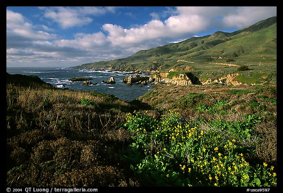 Wildflowers and jagged coast, Garapata State Park. Big Sur, California, USA