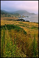 Summer grasses and fog near Rocky Point. Big Sur, California, USA ( color)