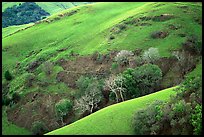 Rolling Hills in spring near San Luis Obispo. Morro Bay, USA ( color)