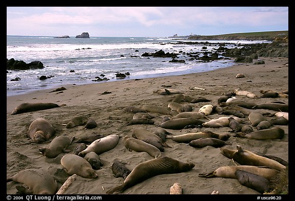 Elephant seals (Mirounga angustirostris), Piedras Blanca. California, USA (color)