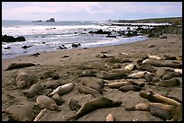 Elephant seals (Mirounga angustirostris), Piedras Blanca. California, USA