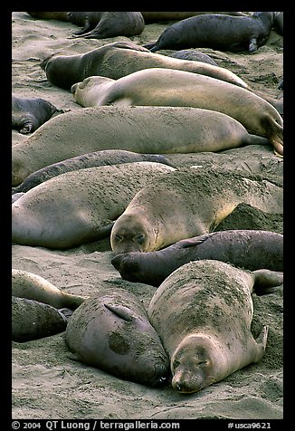 Elephant seals on a beach near San Simeon. California, USA