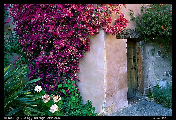 Flowers and wall of Mission. Carmel-by-the-Sea, California, USA (color)