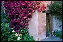 Flowers and wall of Mission. Carmel-by-the-Sea, California, USA ( color)