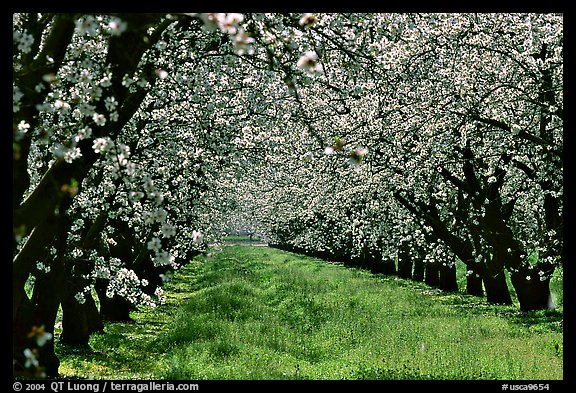 Orchards trees in bloom, San Joaquin Valley. California, USA