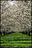 Orchards trees in bloom, Central Valley. California, USA ( color)