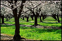 Orchards trees in blossom, San Joaquin Valley. California, USA (color)