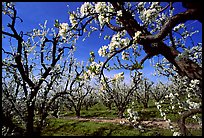 Orchards trees in blossom, Central Valley. California, USA