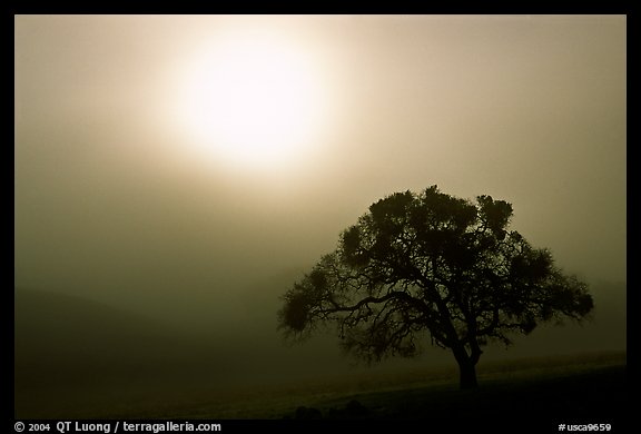 Sun, fog and oak tree, San Joaquin Valley. California, USA (color)