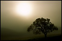 Sun, fog and oak tree, San Joaquin Valley. California, USA (color)