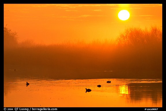 Sunrise, fog,  and water birds, Kern National Wildlife Refuge. California, USA (color)