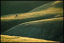 Cow on hilly pasture, Southern Sierra Foothills. California, USA ( color)