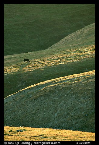 Cow on hilly pasture, Southern Sierra Foothills. California, USA