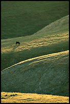 Cow on hilly pasture, Southern Sierra Foothills. California, USA