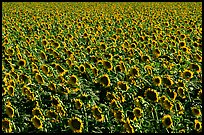 Sunflowers, Central Valley. California, USA ( color)