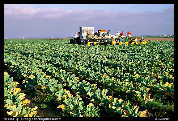 lettuce harvest, Salinas Valley. California, USA (color)