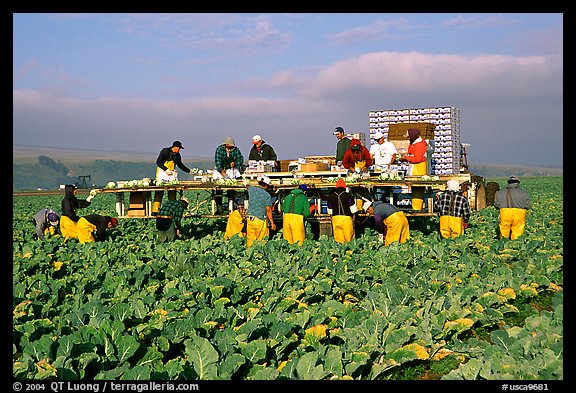 Farm workers picking up salads, Salinas Valley. California, USA (color)