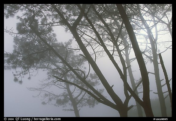 Pine trees in fog, La Jolla. La Jolla, San Diego, California, USA