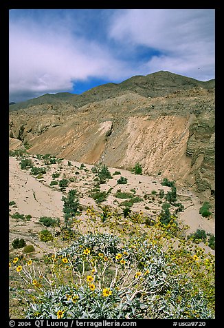 Yellow desert wildflowers, San Ysidro Mountains. Anza Borrego Desert State Park, California, USA (color)