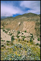 Yellow desert wildflowers, San Ysidro Mountains. Anza Borrego Desert State Park, California, USA ( color)