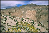 Yellow desert wildflowers, San Ysidro Mountains. Anza Borrego Desert State Park, California, USA ( color)