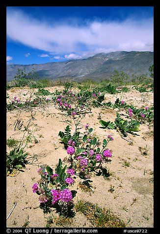 Purple desert wildflowers, San Ysidro Mountains. Anza Borrego Desert State Park, California, USA (color)