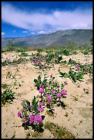 Purple desert wildflowers, San Ysidro Mountains. Anza Borrego Desert State Park, California, USA ( color)
