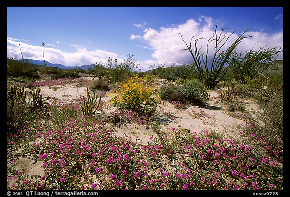 Desert wildflowers and Ocatillo. Anza Borrego Desert State Park, California, USA (color)