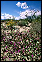 Desert wildflowers and Ocatillo. Anza Borrego Desert State Park, California, USA (color)