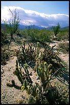 Cactus in bloom and Ocatillo,. Anza Borrego Desert State Park, California, USA ( color)