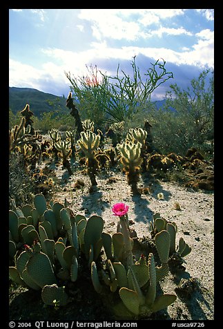 Cactus in bloom and Ocatillo,. Anza Borrego Desert State Park, California, USA (color)