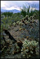 Cactus in cresote brush in bloom. Anza Borrego Desert State Park, California, USA (color)