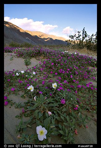 Daturas and pink wildflowers, evening. Anza Borrego Desert State Park, California, USA (color)