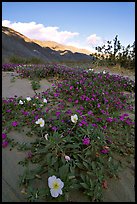 Daturas and pink wildflowers, evening. Anza Borrego Desert State Park, California, USA