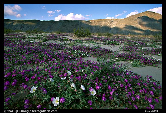 Daturas and wildflowers evening. Anza Borrego Desert State Park, California, USA (color)