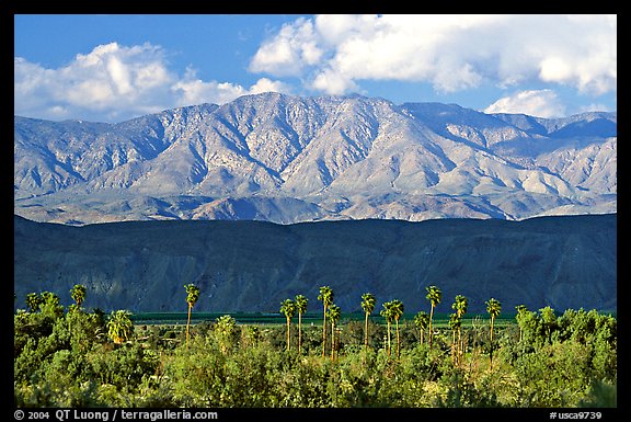 Palm Trees and mountains. Anza Borrego Desert State Park, California, USA (color)