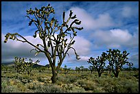 Joshua Trees. Mojave National Preserve, California, USA